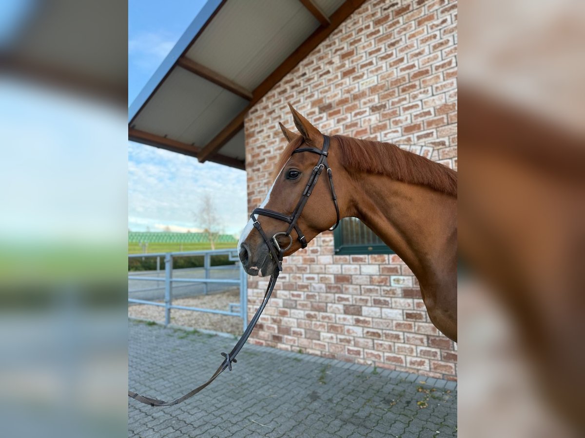 Alt-Oldenburger Giumenta 6 Anni 175 cm Sauro in Bonefeld