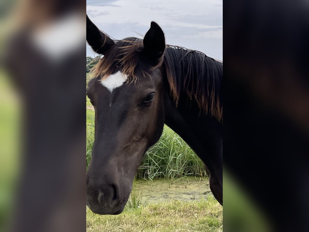 Alt Oldenburger Hengst 1 Jahr 165 cm Rappe in D&#xF6;tlingen
