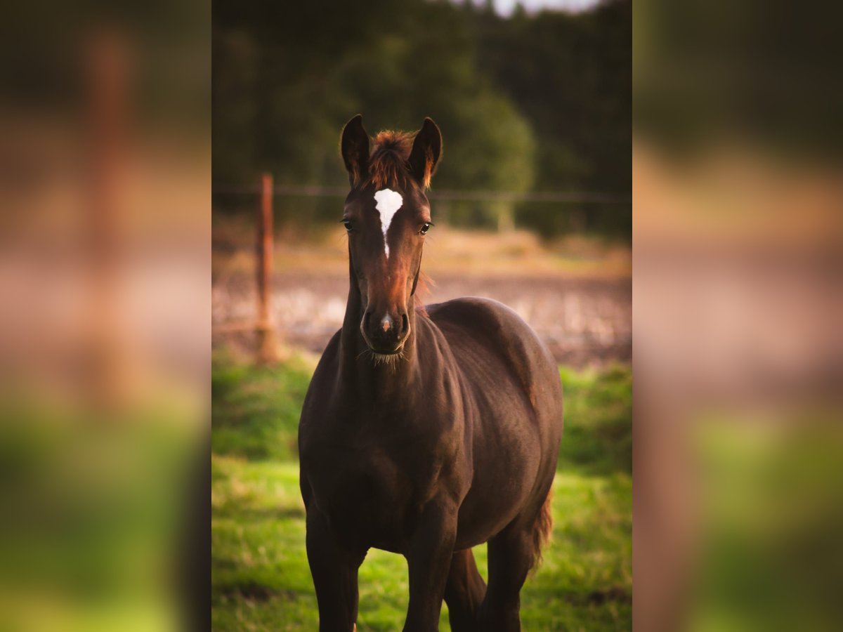 Alt Oldenburger Hengst 1 Jahr 165 cm Rappe in D&#xF6;tlingen