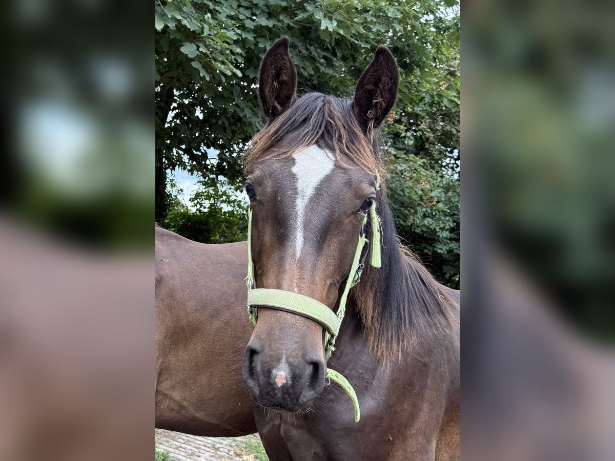 Alt Oldenburger Hengst 1 Jahr 165 cm Rappe in D&#xF6;tlingen