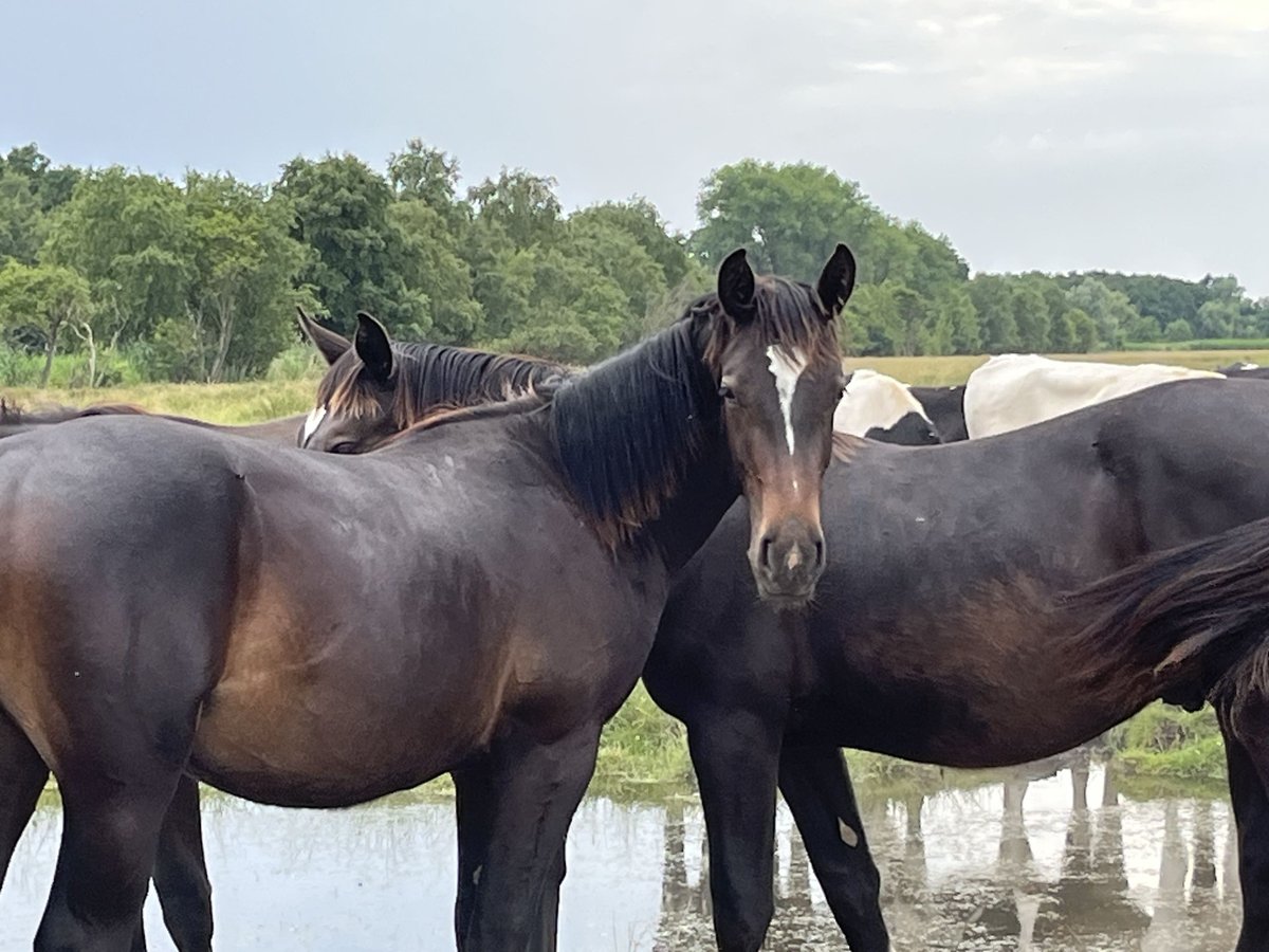 Alt Oldenburger Hengst 1 Jahr 170 cm Rappe in D&#xF6;tlingen