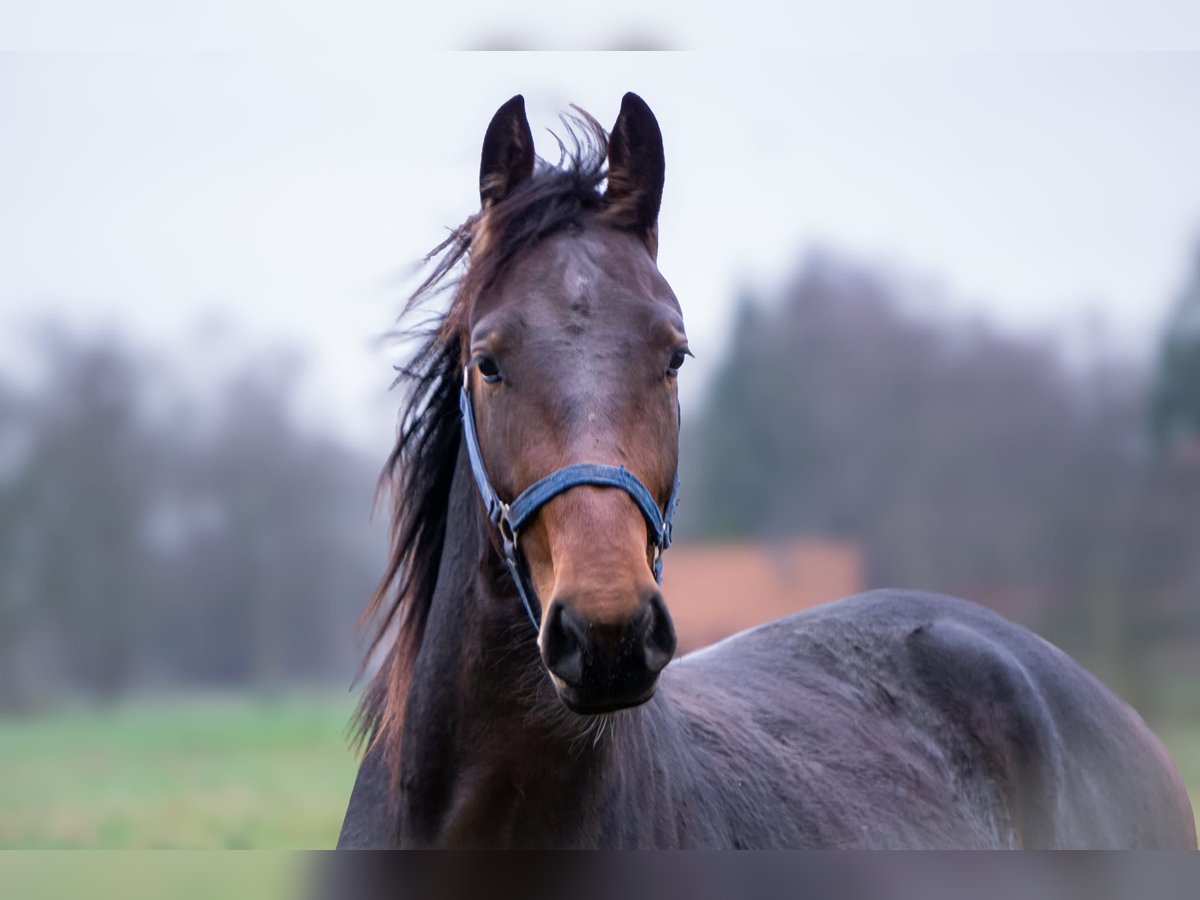 Alt-Oldenburger Stallone 3 Anni 159 cm Baio in Moormerland