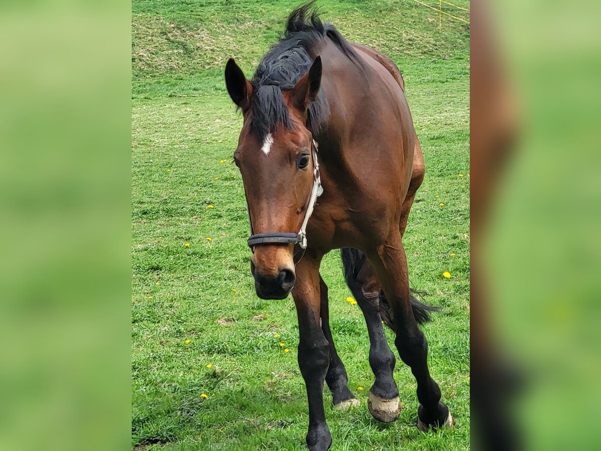 Alt Oldenburger Stute 13 Jahre 178 cm Brauner in Borchen