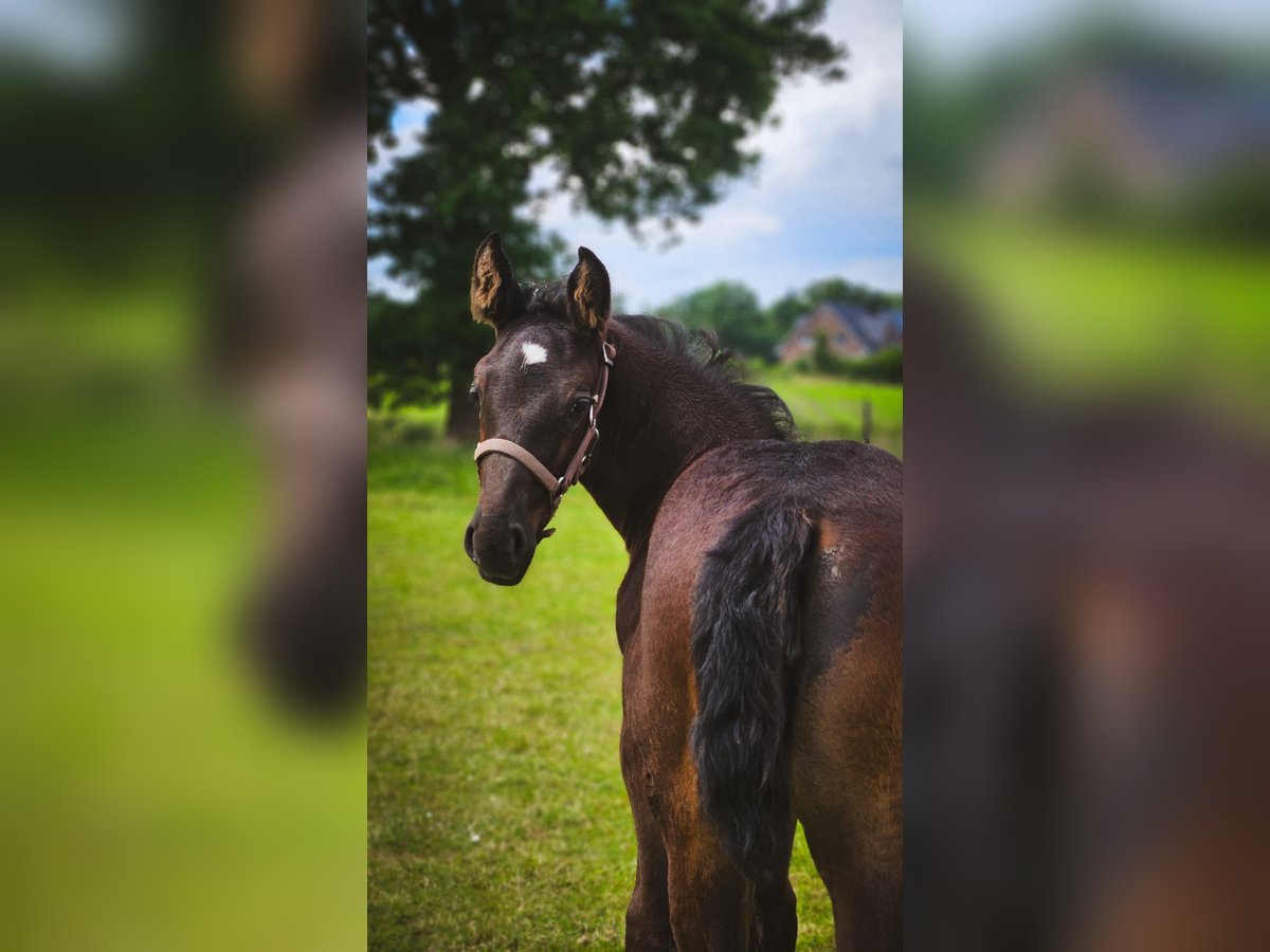 Alt Oldenburger Stute 1 Jahr 167 cm Rappe in D&#xF6;tlingen