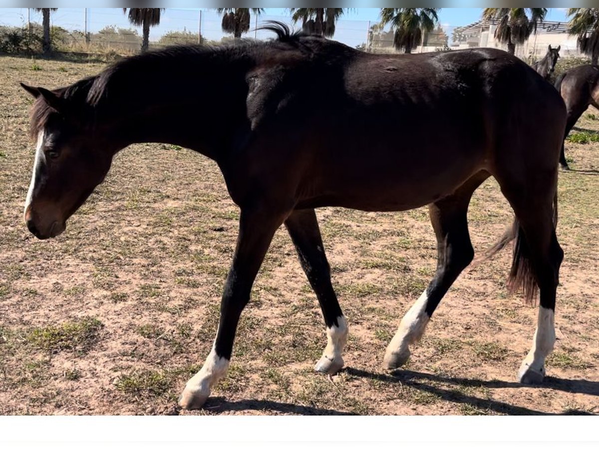 Alt Oldenburger Stute 3 Jahre in Alquerias De Santa Barbara