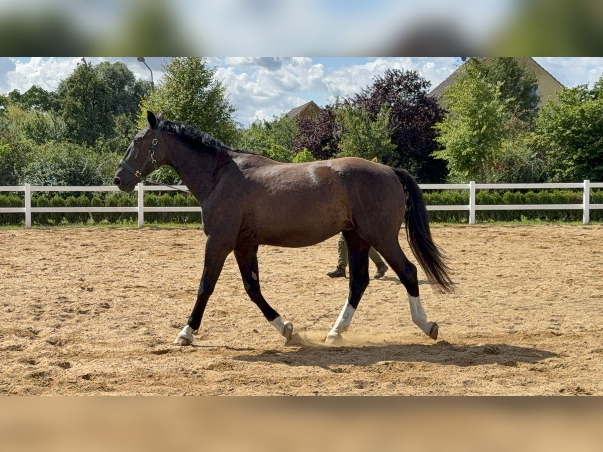 Alt Oldenburger Wallach 3 Jahre 178 cm Rappe in F&#xFC;rstenberg
