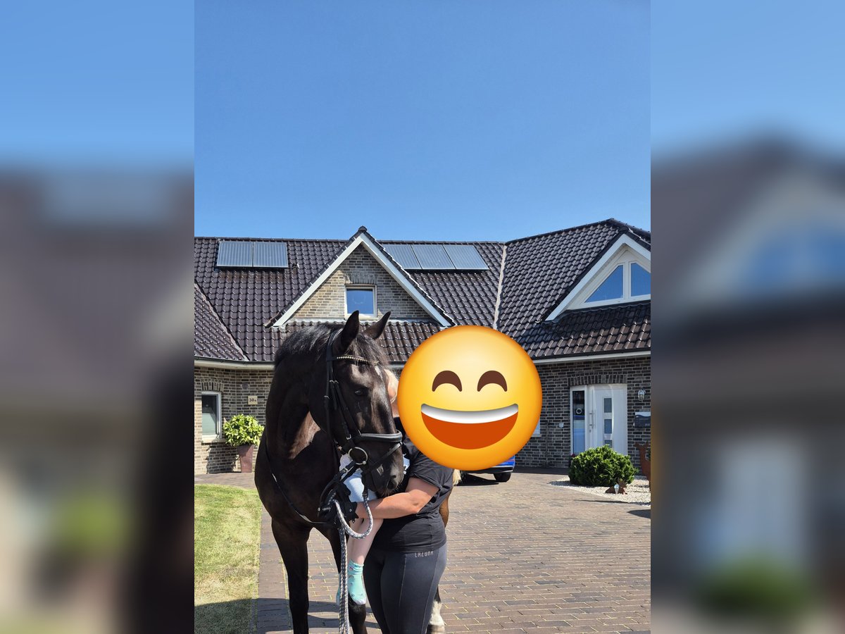 Alt Oldenburger Wallach 5 Jahre 168 cm Rappe in Breddenberg