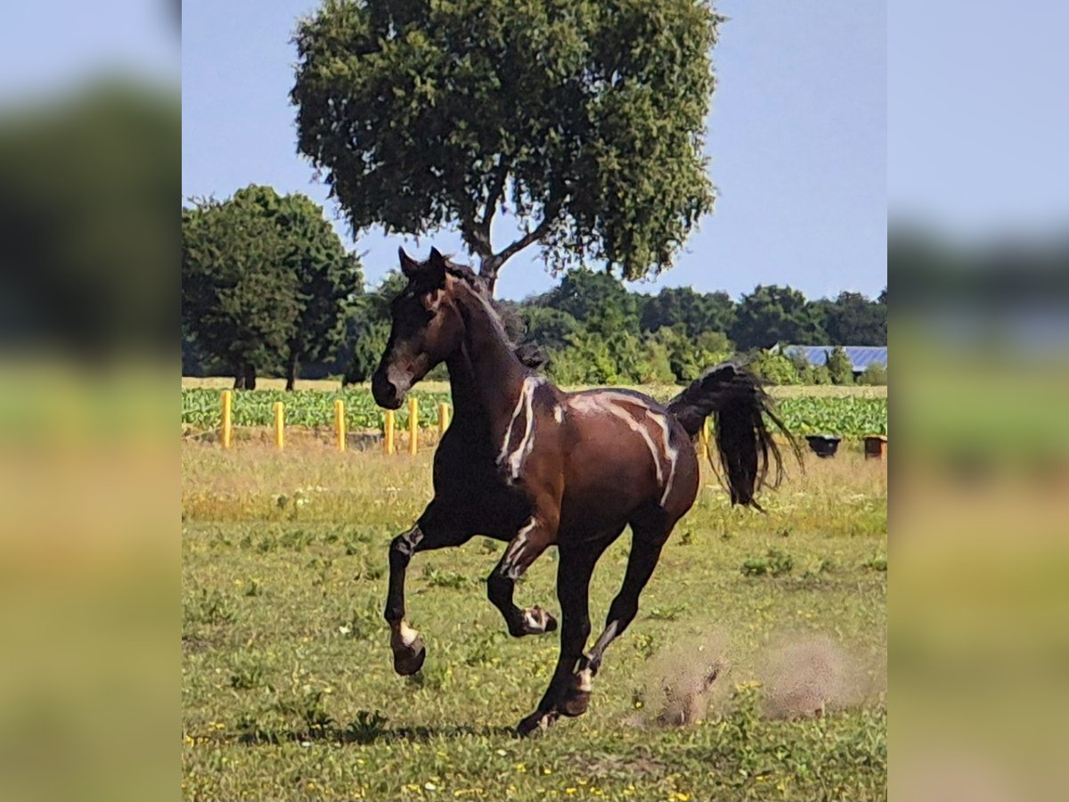 Alt Oldenburger Mix Wallach 5 Jahre 168 cm Rappe in Breddenberg