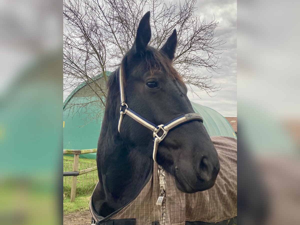Alt-Oldenburgo Caballo castrado 3 años 162 cm Negro in D&#xF6;tlingen