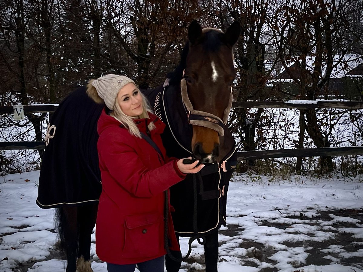 Alt-Oldenburgo Caballo castrado 4 años 175 cm Castaño oscuro in BremenBremen