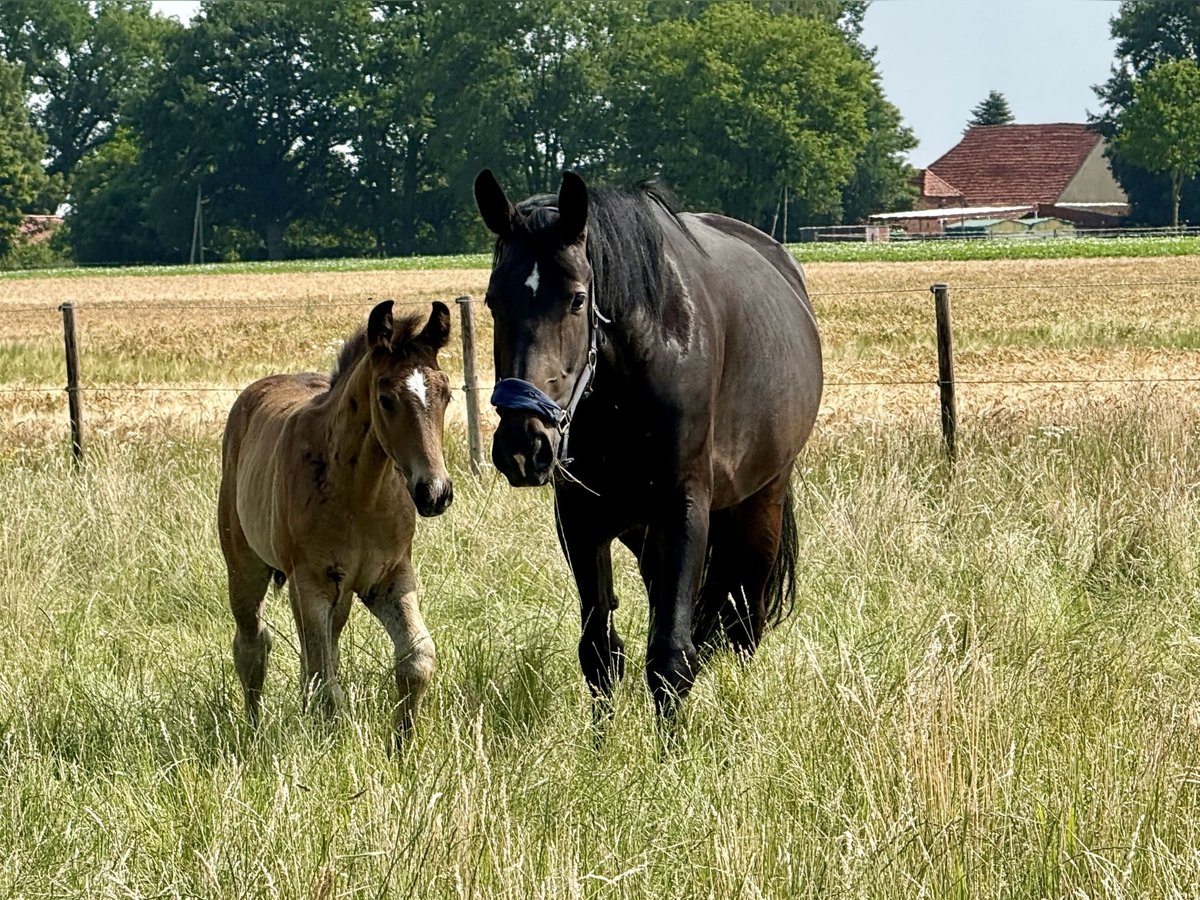 Alt-Oldenburgo Yegua  165 cm Castaño oscuro in D&#xF6;tlingen