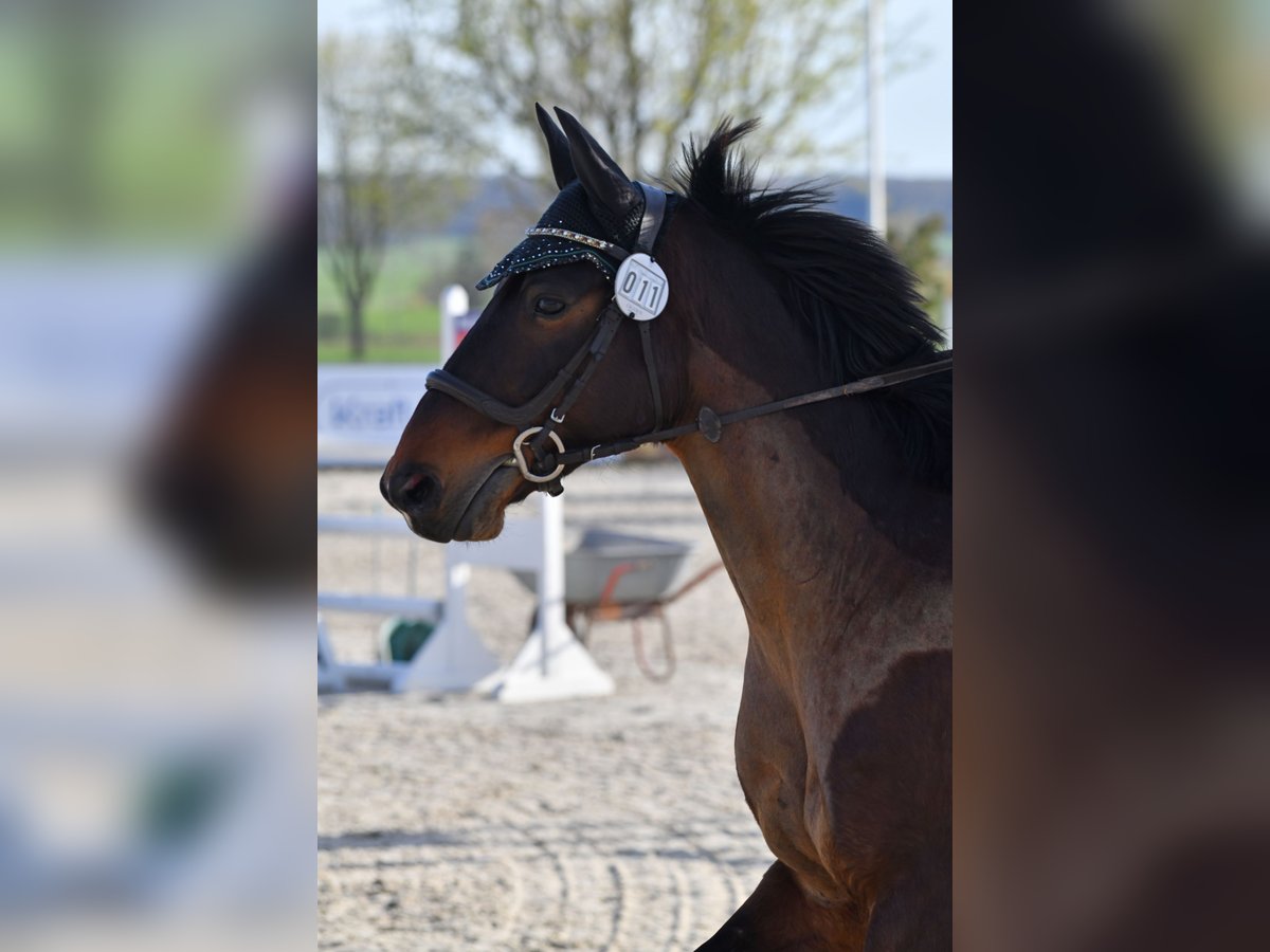 Alt-Württemberger Castrone 7 Anni 159 cm Baio in Waldenburg