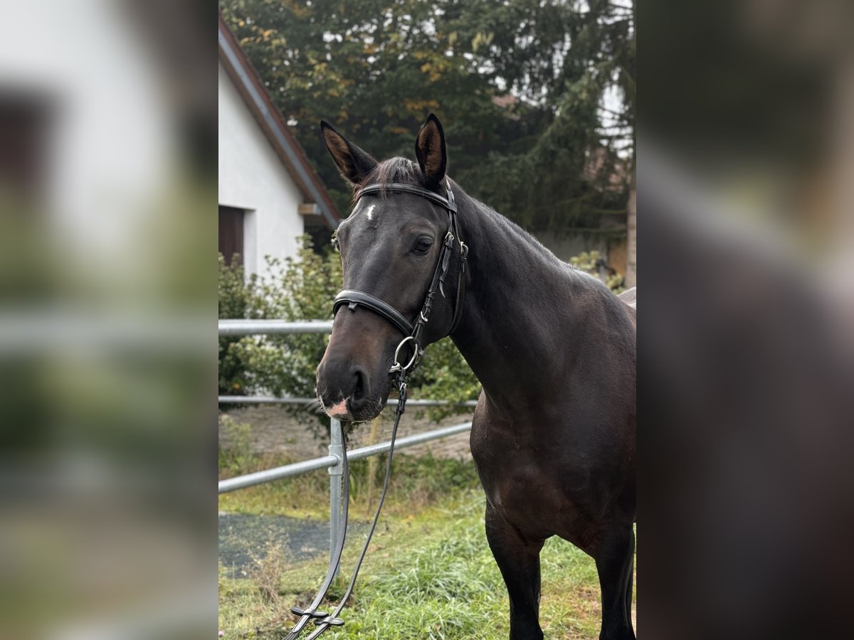 Alt-Württemberger Giumenta 3 Anni 155 cm Baio scuro in Brackenheim