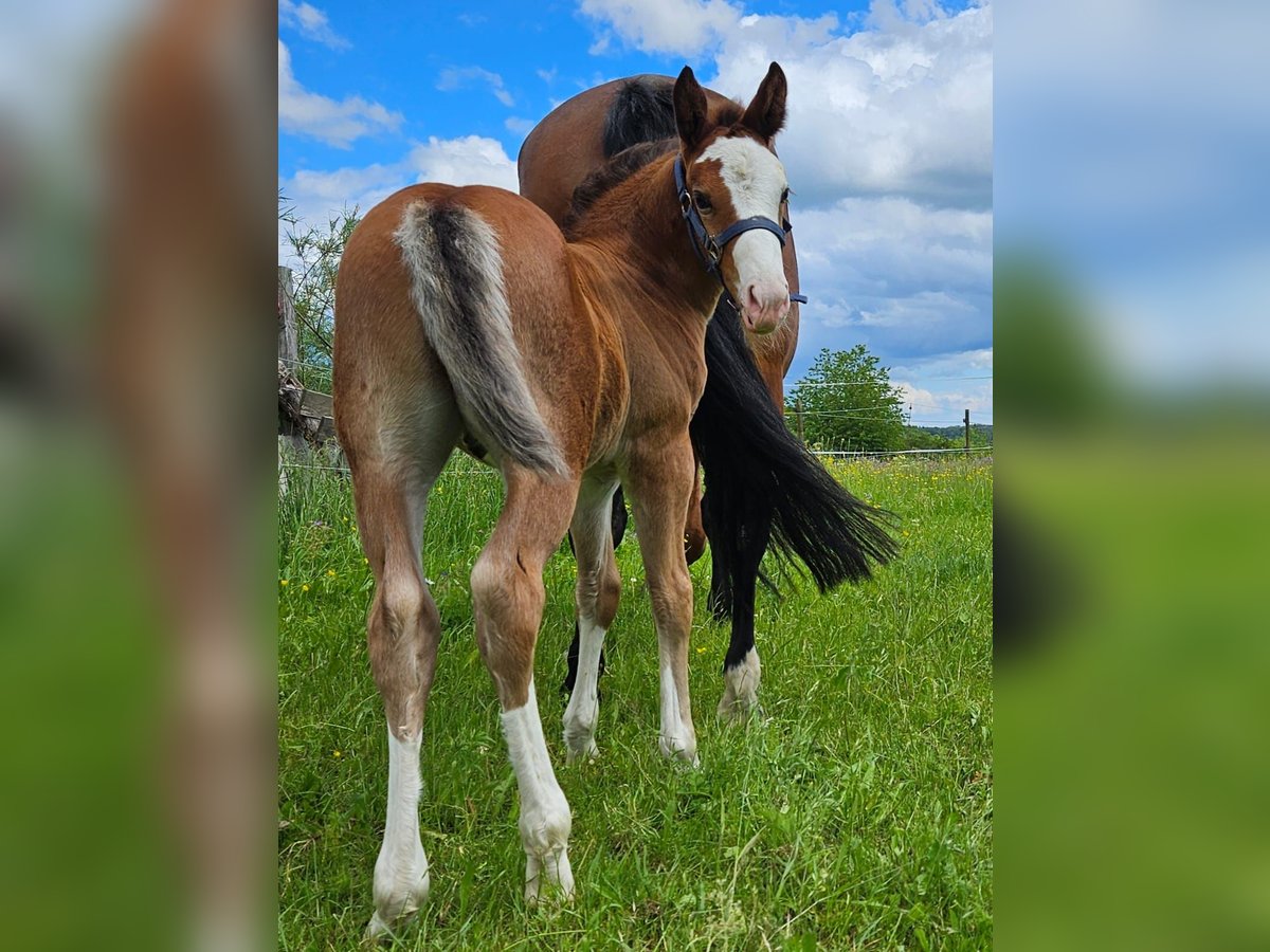 Alt-Württemberger Hengst 1 Jahr 160 cm Brauner in Laichingen Suppingen