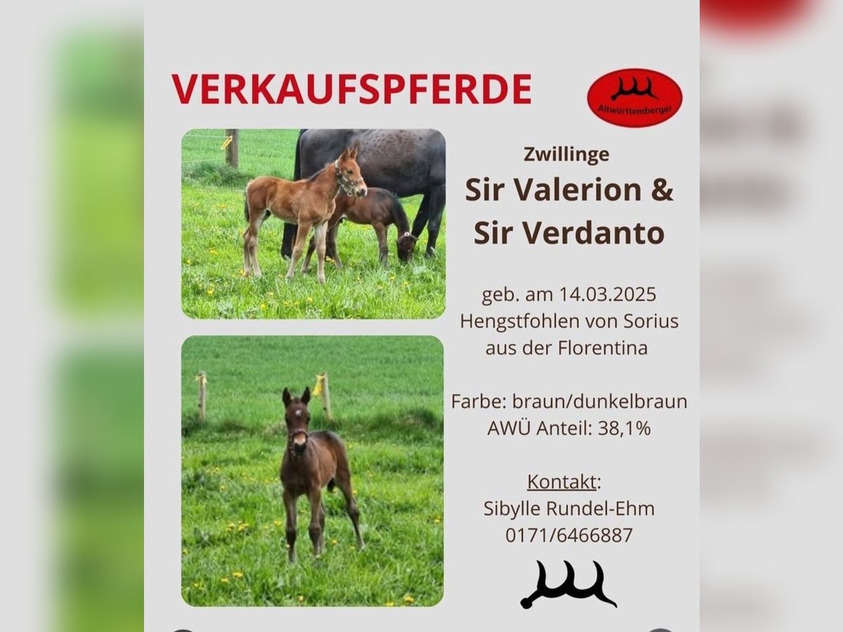 Alt-Württemberger Hengst Veulen (03/2025) Bruin in Berg Alt-Württemberger Hengst Veulen (03/2025) Bruin in Berg