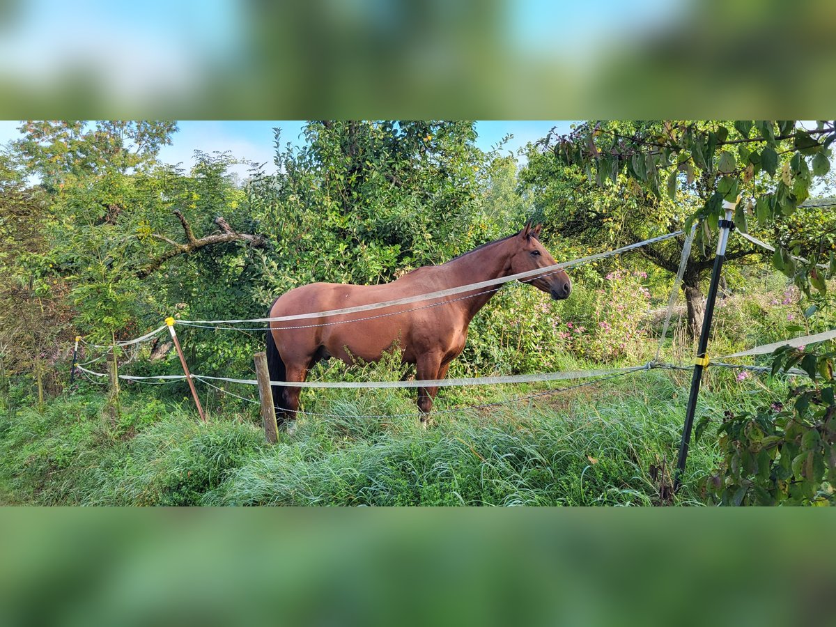 Alt-Württemberger Ruin 10 Jaar 170 cm Bruin in Ravensburg