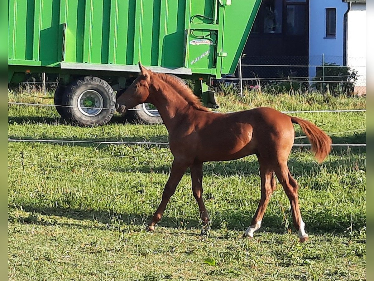 Alt-Württemberger Stallone Puledri
 (03/2024) Sauro in Alfdorf