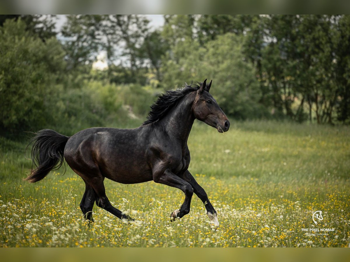 Alt-Wurtemberger Caballo castrado 3 años 163 cm Castaño in Laichingen Machtolsheim