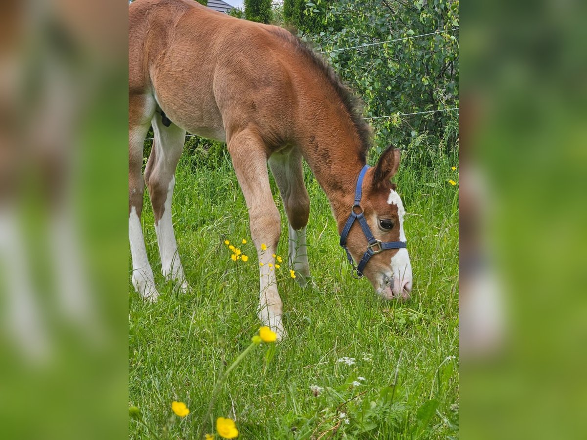 Alt-Wurtemberger Semental 1 año 162 cm Castaño in Laichingen