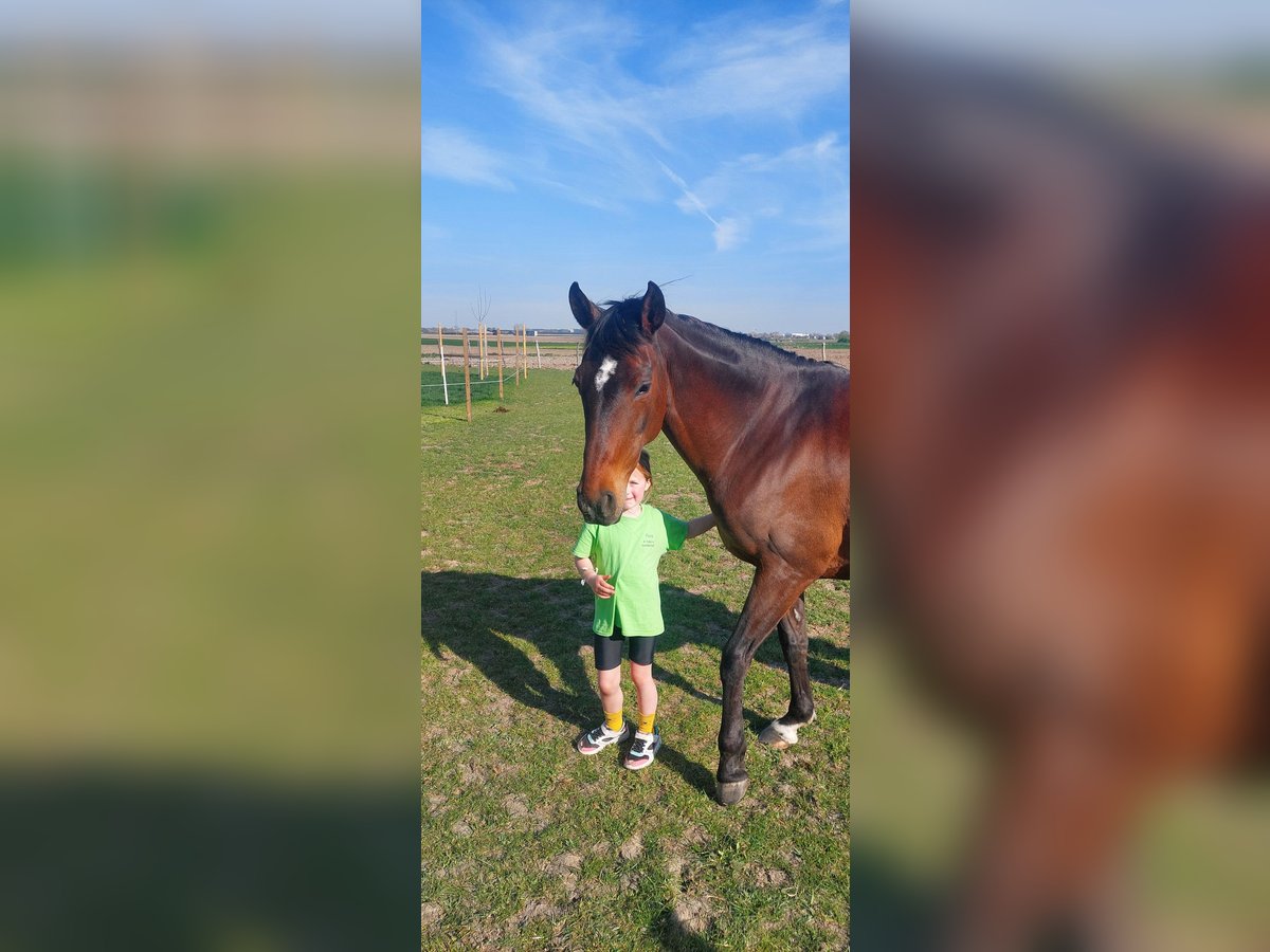 Altèr Real Mix Mare 12 years 15,1 hh Smoky-Black in Merkem