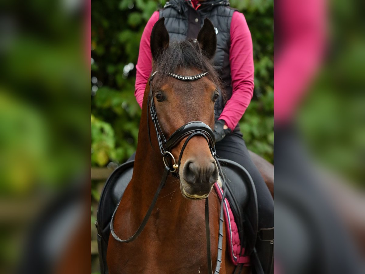 Altèr Real Stallion 6 years 15,2 hh Brown in Valkenburg