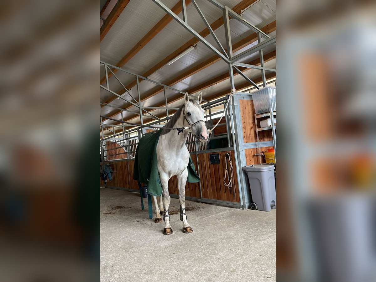 Alter Real Wallach 8 Jahre 165 cm Schimmel in Deggendorf