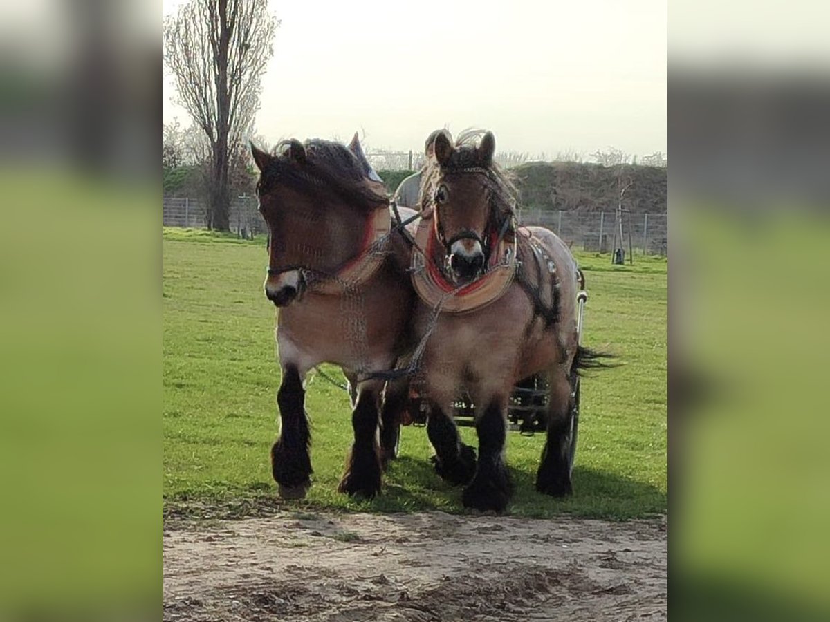 Altmaerkisches Draft Horse Mare 10 years 16,1 hh Brown Falb mold in DessauDessau