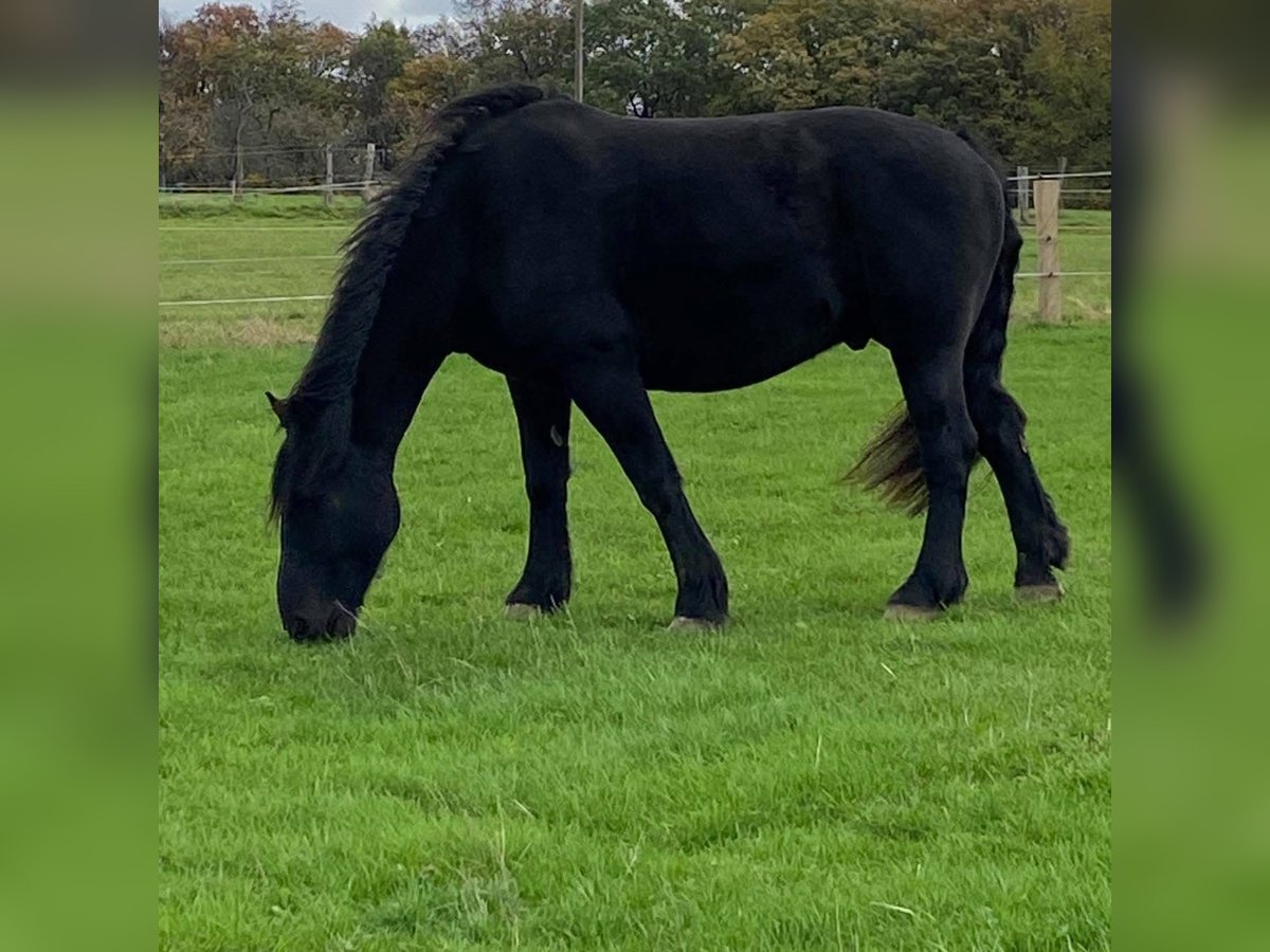 Altmärkisches Kaltblut Mix Wallach 15 Jahre 179 cm Schwarzbrauner in K&#xFC;rten