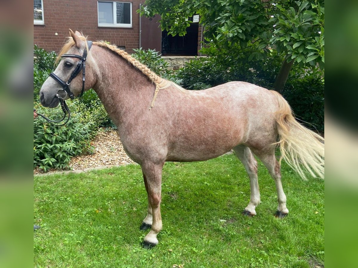 Altre razze Castrone 10 Anni 125 cm Grigio trotinato in Hopsten