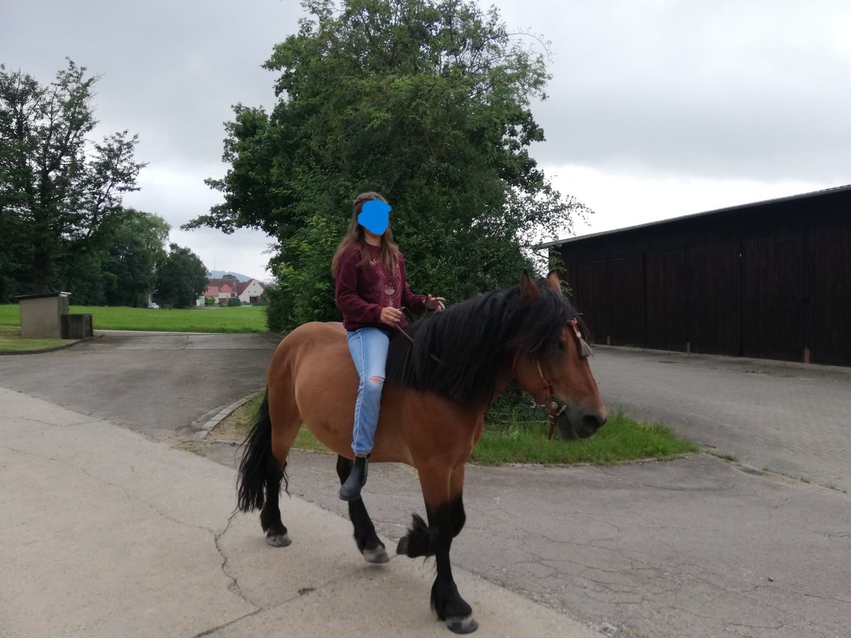 Altre razze Mix Castrone 10 Anni 143 cm Baio in Ehingen