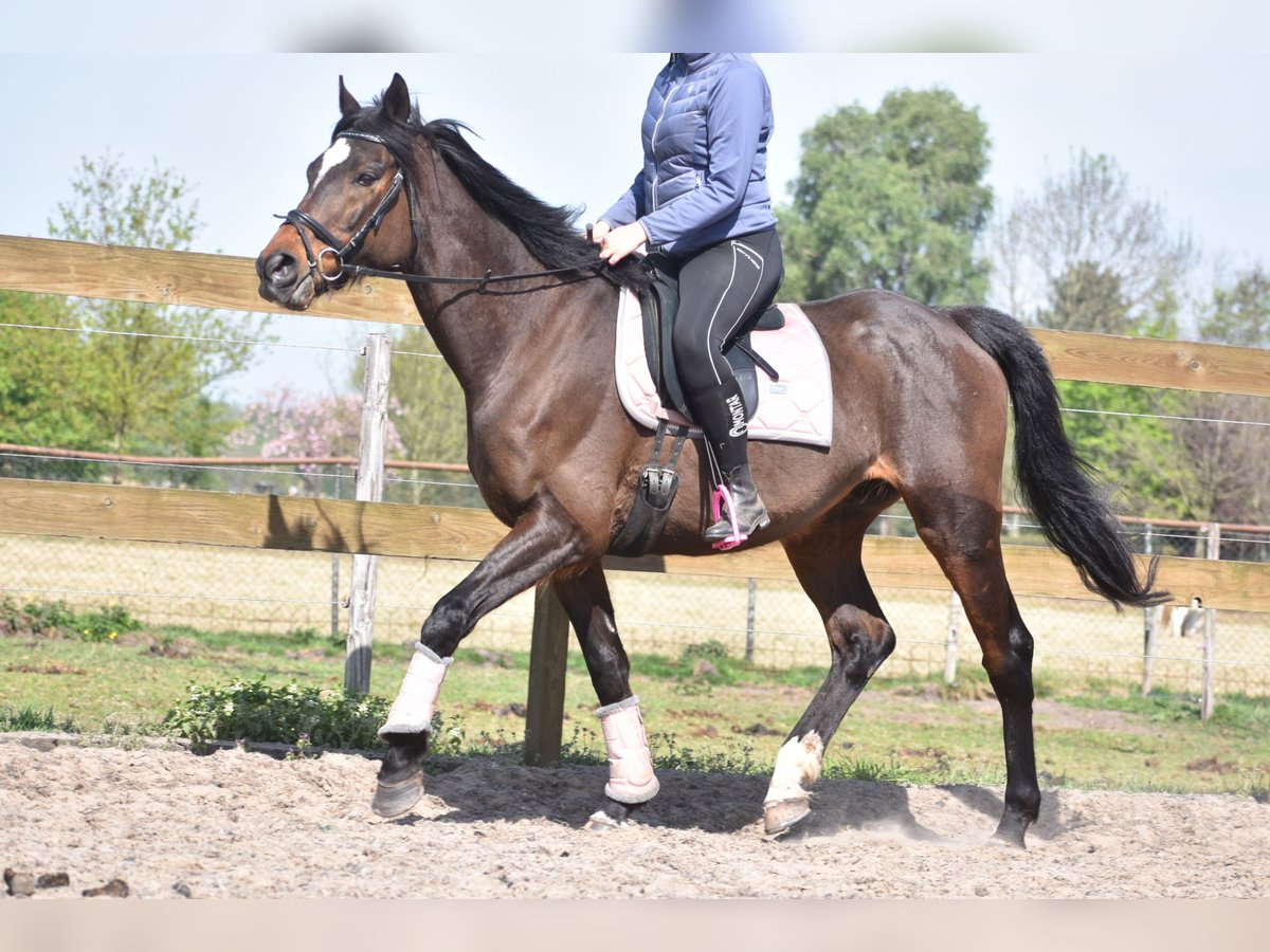 Altre razze Castrone 10 Anni 168 cm Baio scuro in Achtmaal