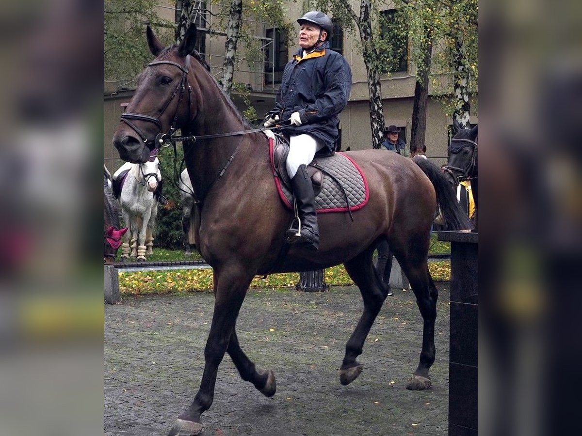 Altre razze Castrone 10 Anni 176 cm Baio scuro in Kosice