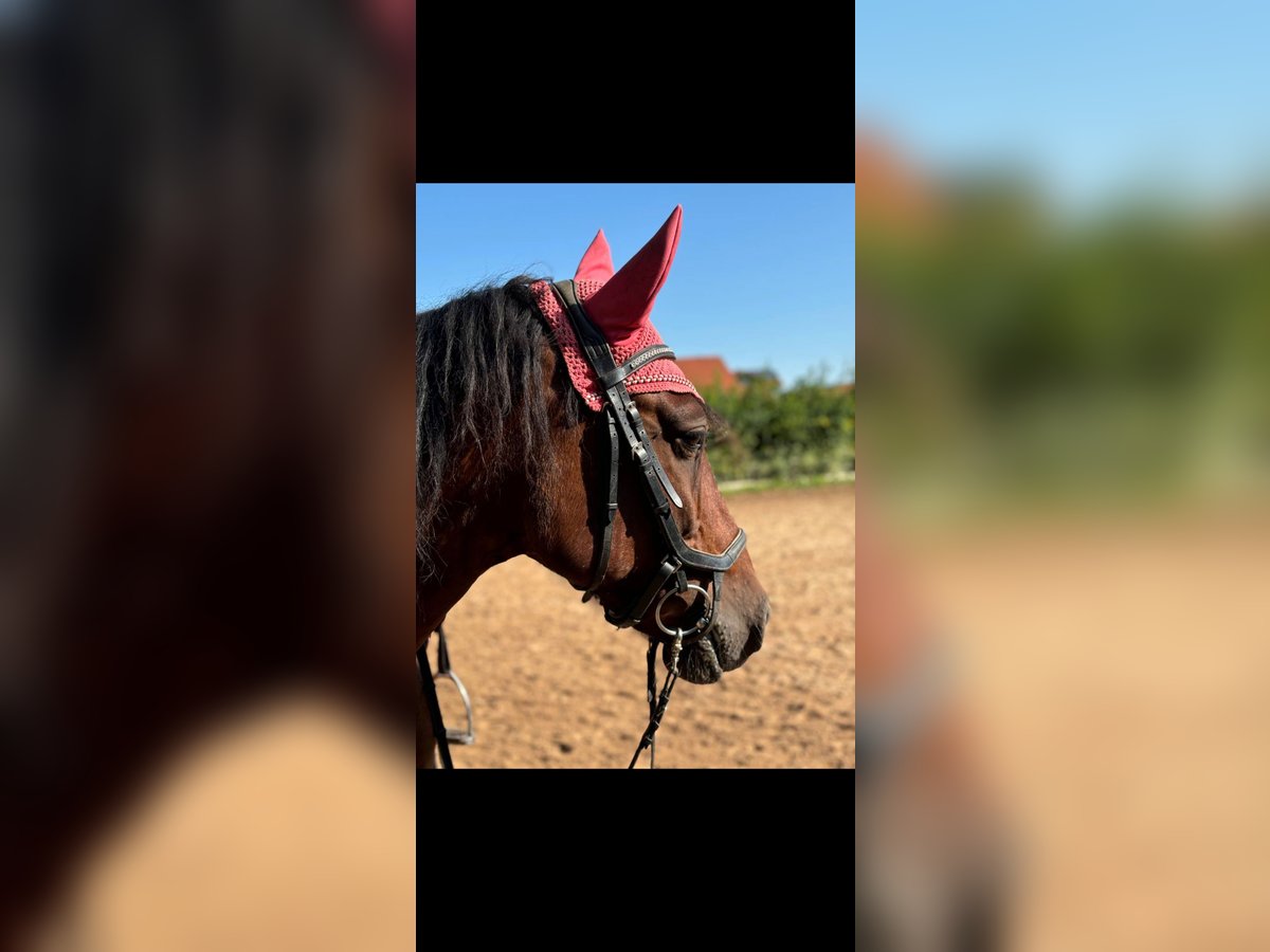 Altre razze Castrone 11 Anni 158 cm Baio in Weilheim in OberbayerN