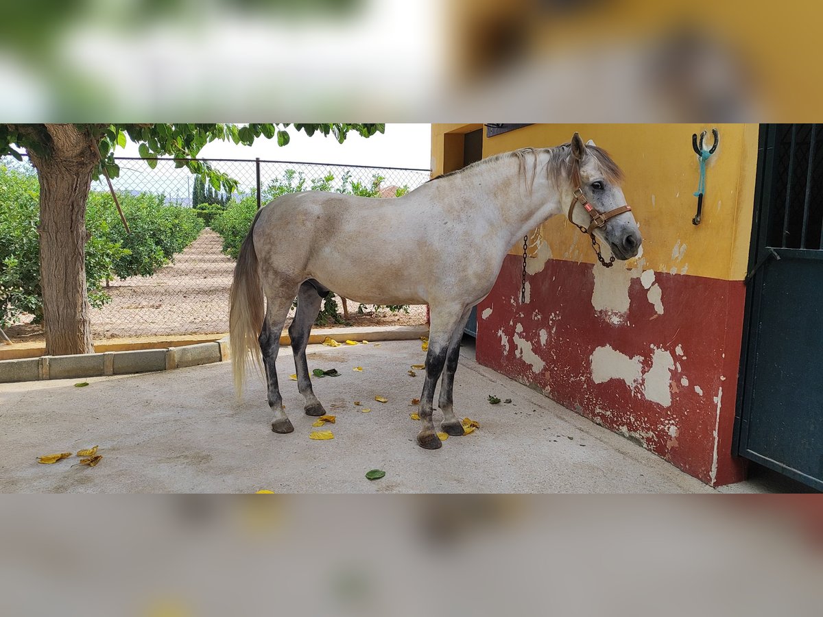 Altre razze Castrone 11 Anni 168 cm Grigio in Los Desamparados