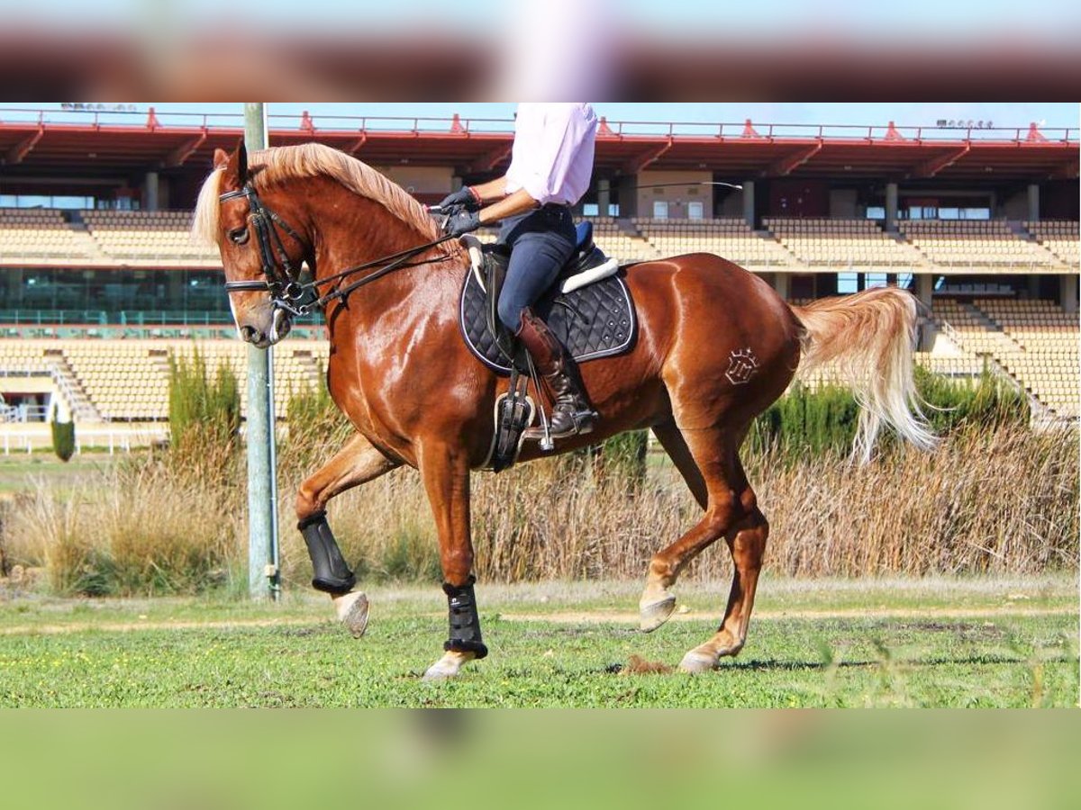 Altre razze Castrone 12 Anni 164 cm Palomino in NAVAS DEL MADRONO