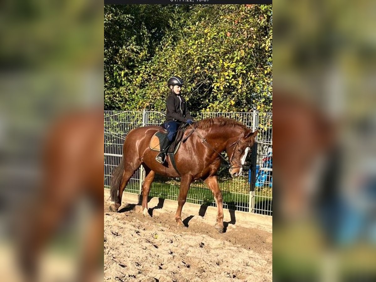 Altre razze Mix Castrone 13 Anni 160 cm Sauro in Herzogenrath