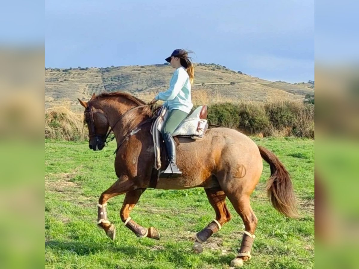 Altre razze Castrone 13 Anni 162 cm Roano rosso in Collado Villalba