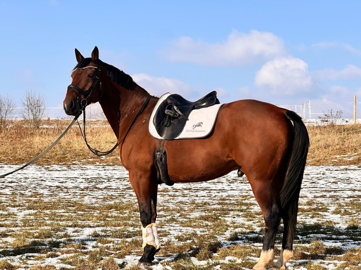 Altre razze Mix Castrone 14 Anni 162 cm Baio in Leipzig