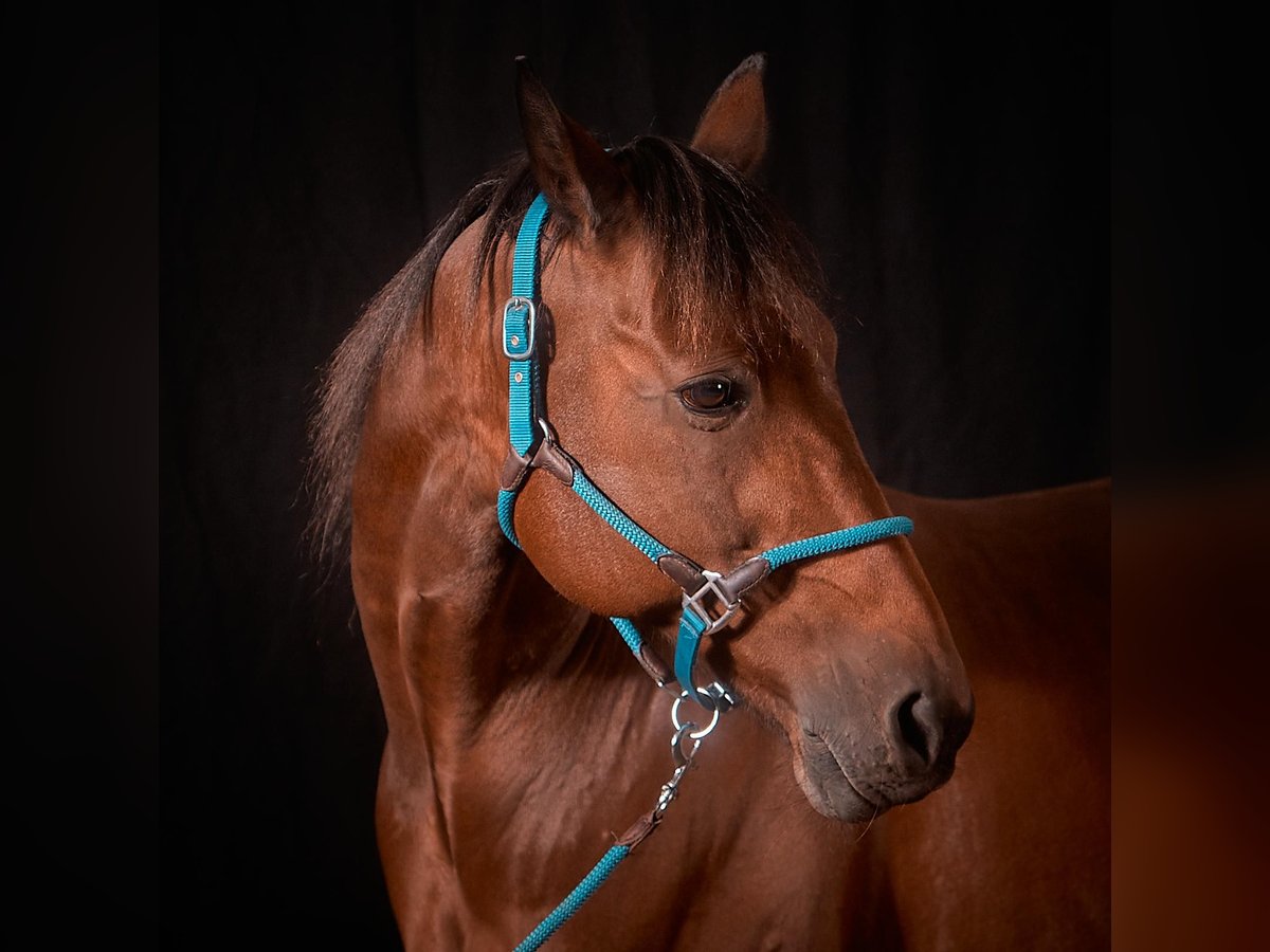 Altre razze Castrone 14 Anni 164 cm Baio in Bottrop