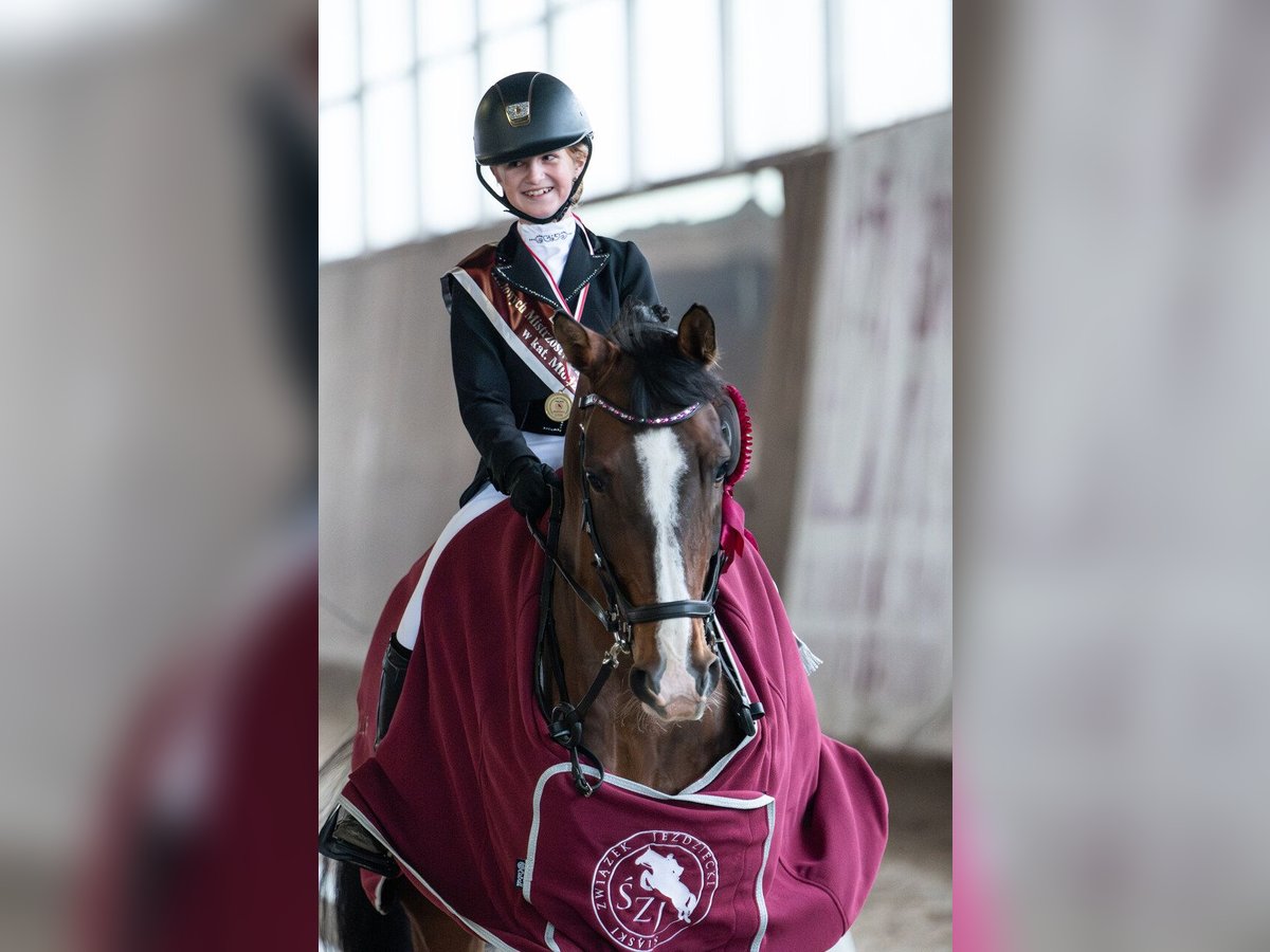 Altre razze Castrone 14 Anni 166 cm Baio in &#x141;azy