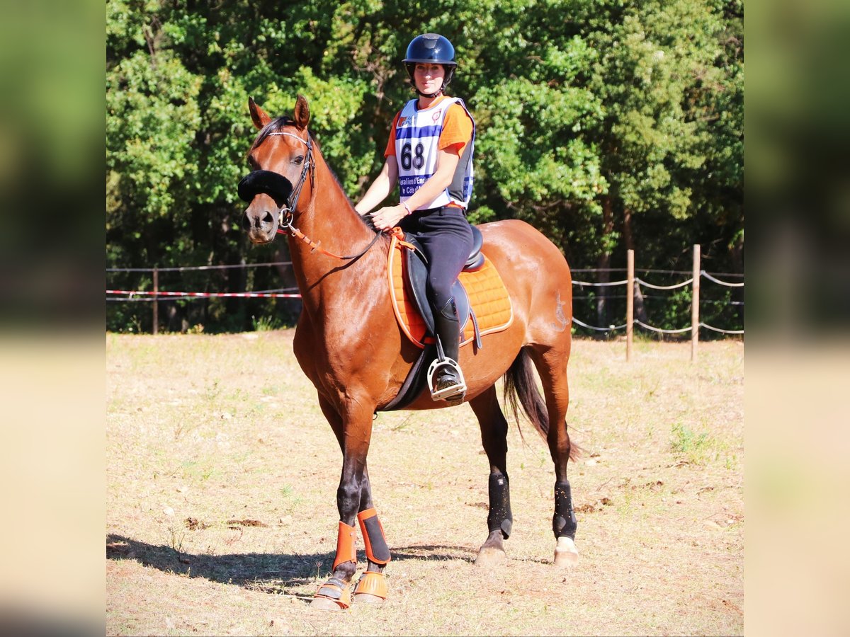 Altre razze Castrone 15 Anni 155 cm Baio in Aubagne