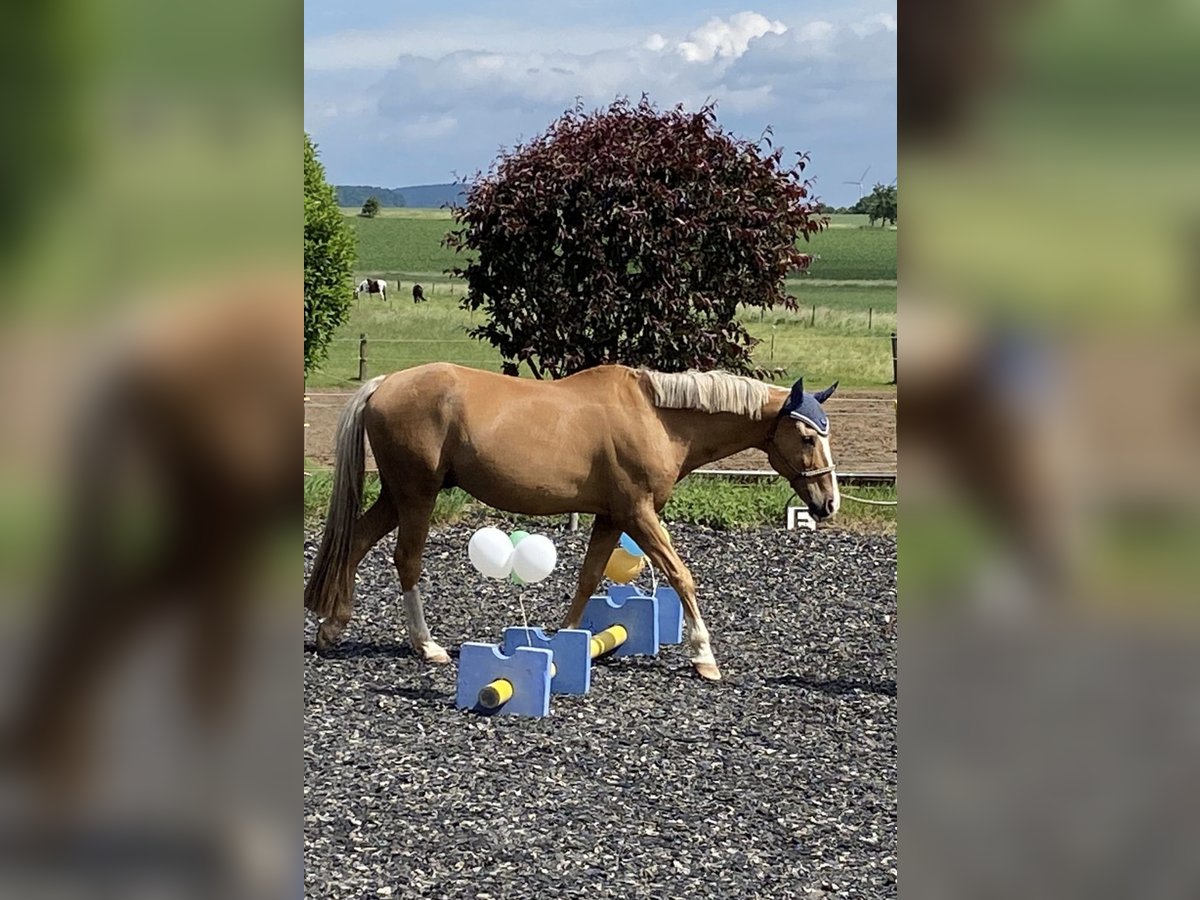 Altre razze Castrone 19 Anni 154 cm Palomino in Nordstemmen