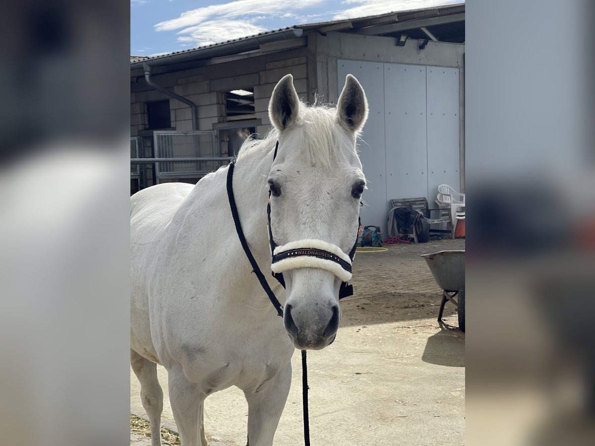 Altre razze Castrone 23 Anni 154 cm Grigio in Eppelheim