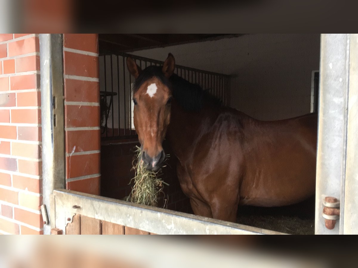 Altre razze Castrone 24 Anni 165 cm Baio in Berne