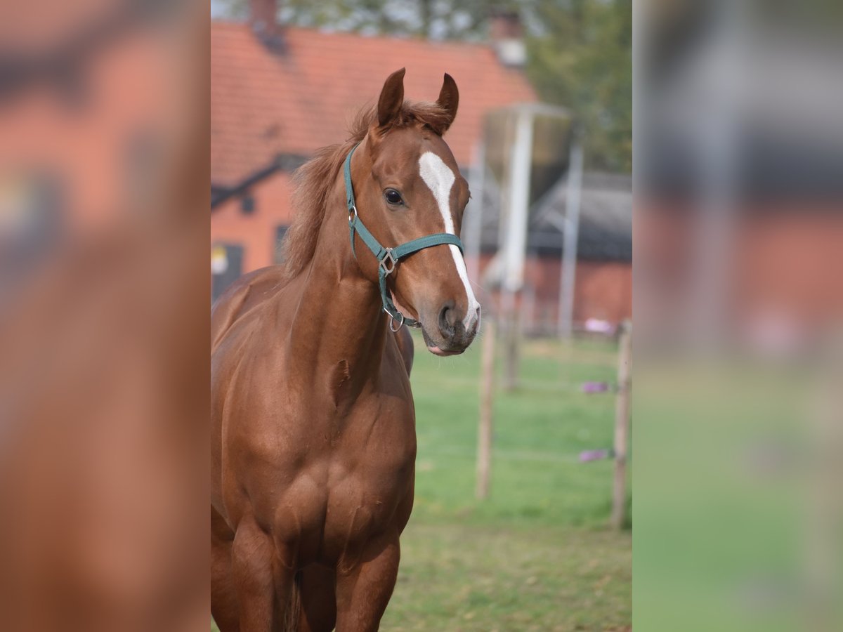 Altre razze Castrone 2 Anni 158 cm Sauro in Achtmaal