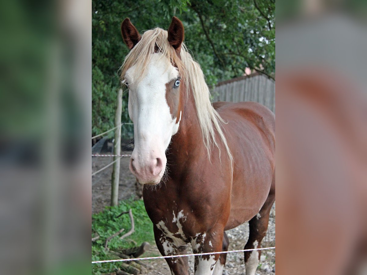 Altre razze Castrone 3 Anni 160 cm Sauro in Geltendorf