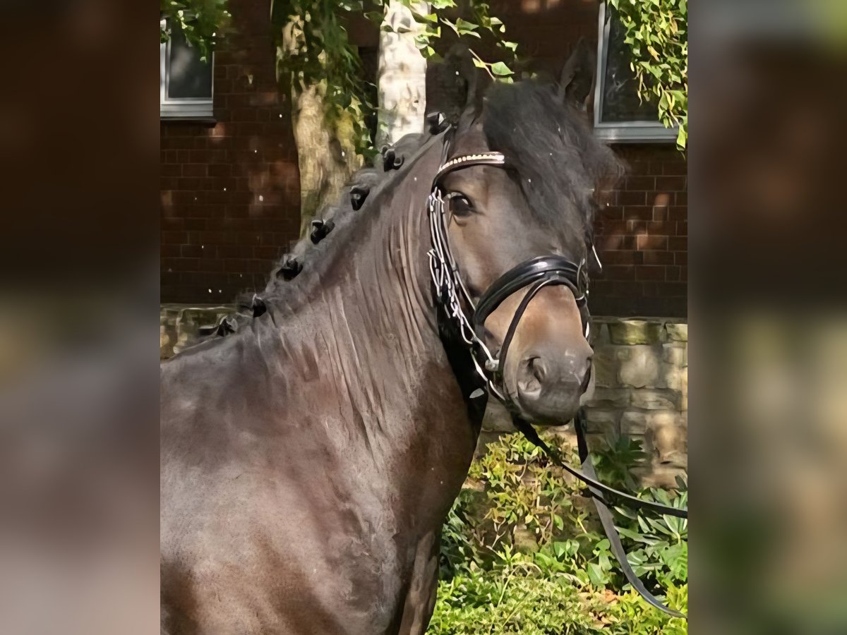 Altre razze Castrone 4 Anni 135 cm Baio nero in Hopsten
