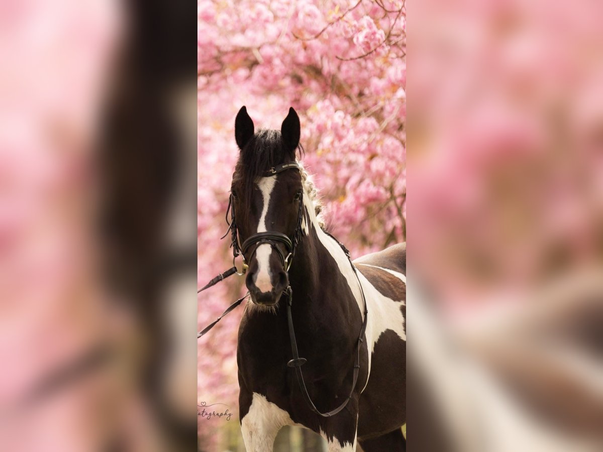 Altre razze Castrone 4 Anni 145 cm Tobiano-tutti i colori in Bramsche