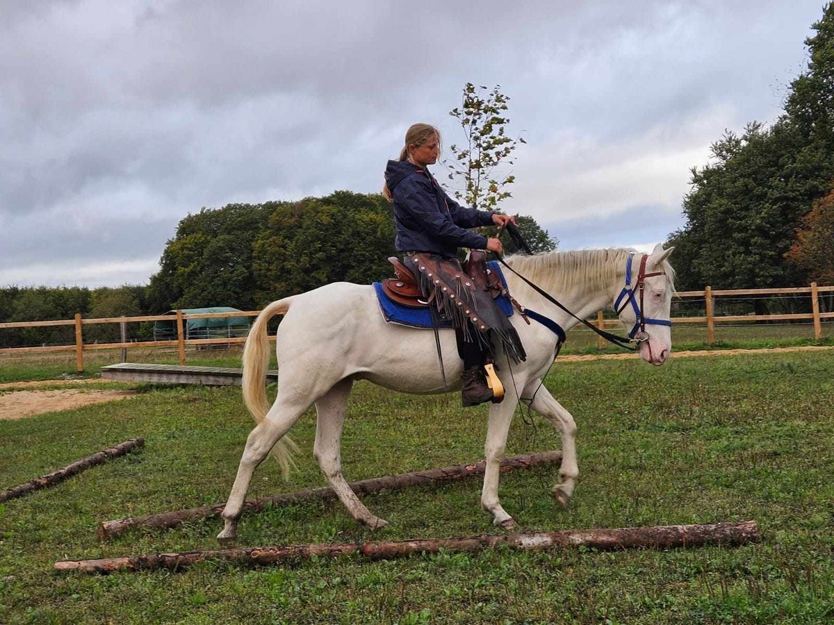 Altre razze Castrone 4 Anni 152 cm Cremello in Linkenbach