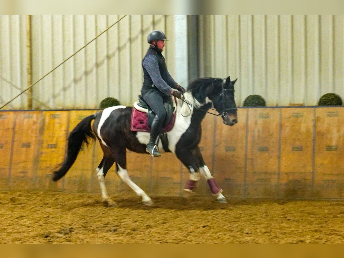 Altre razze Castrone 4 Anni 154 cm Pezzato in Neustadt (Wied)